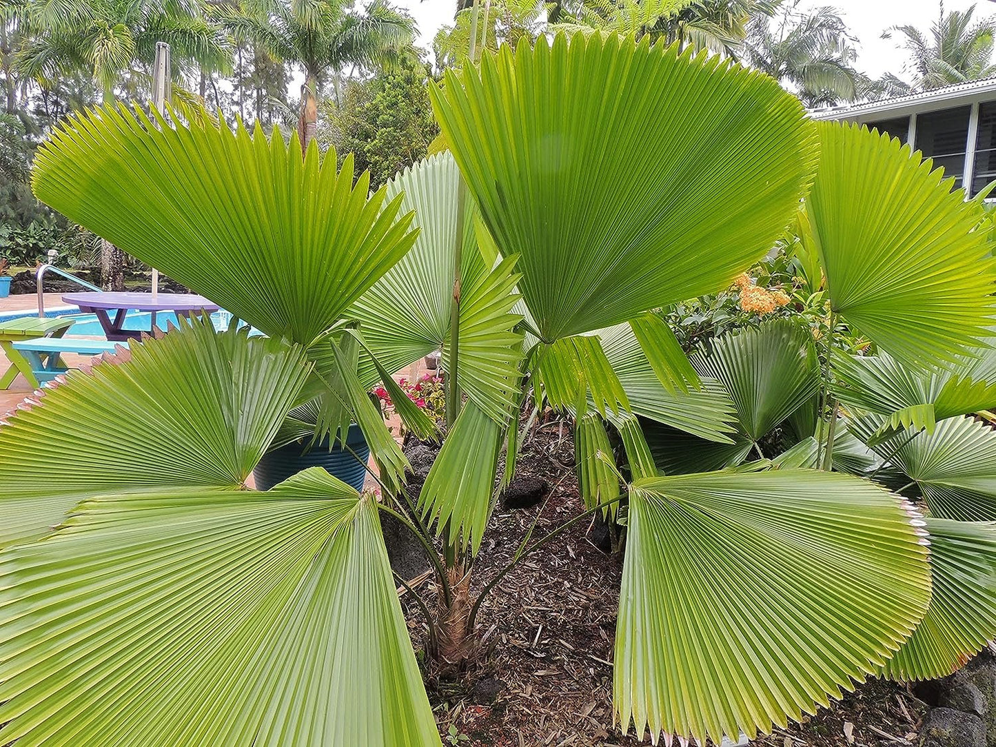 Licuala Peltata Fan Palm Live Plant in 3 Gallon Growers Pot Q392