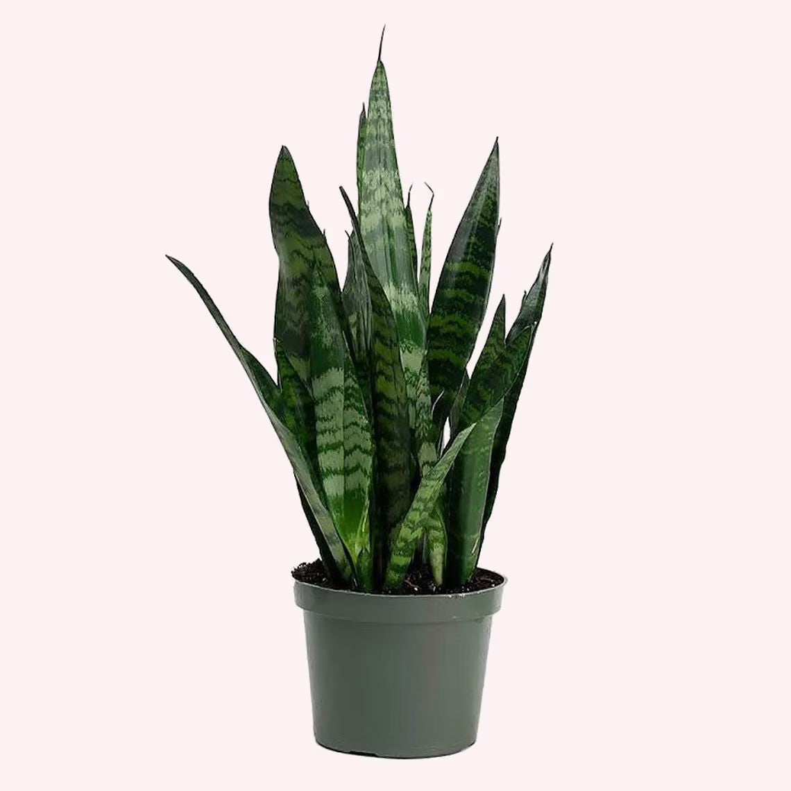 American Plant Exchange Sansevieria Zeylanica, Live Snake Plant, 6-Inch Pot, Green & White Striped Foliage, Low-Light, Easy Care Houseplant