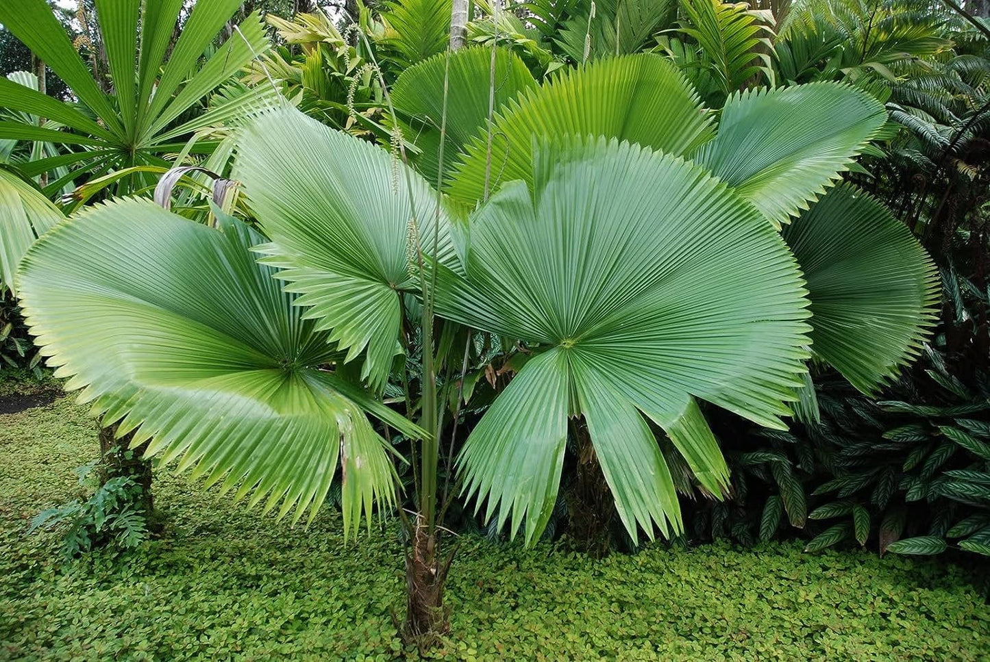 Licuala Peltata Fan Palm Live Plant in 3 Gallon Growers Pot Q392