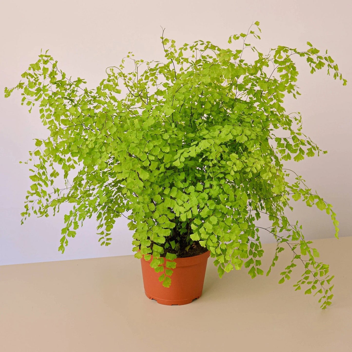 Maidenhair Fern - 6" Pot