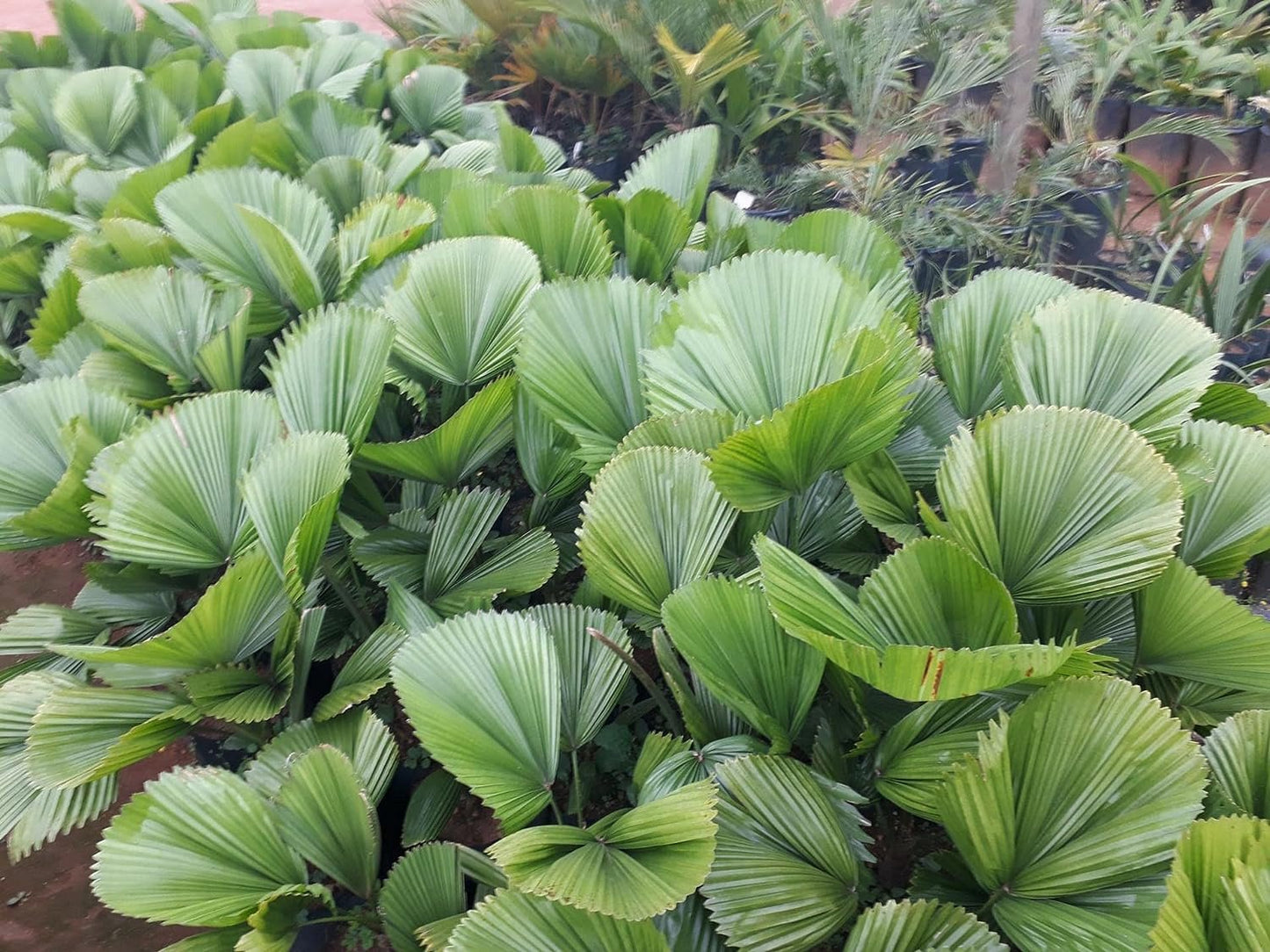 Licuala Peltata Fan Palm Live Plant in 3 Gallon Growers Pot Q392