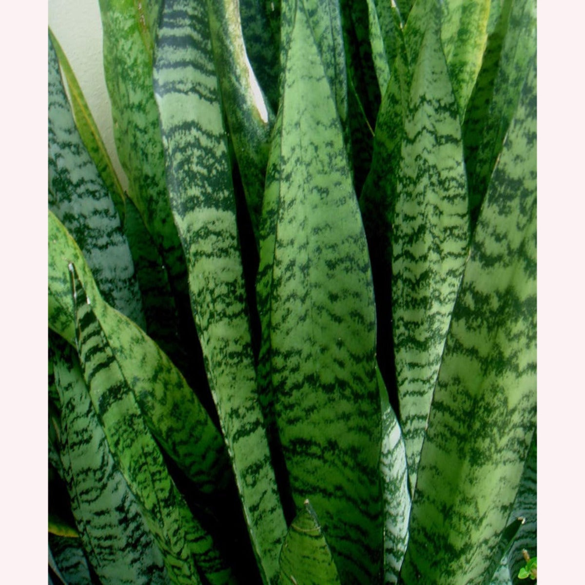 American Plant Exchange Sansevieria Zeylanica Live Snake Plant, 6-Inch Pot O204156