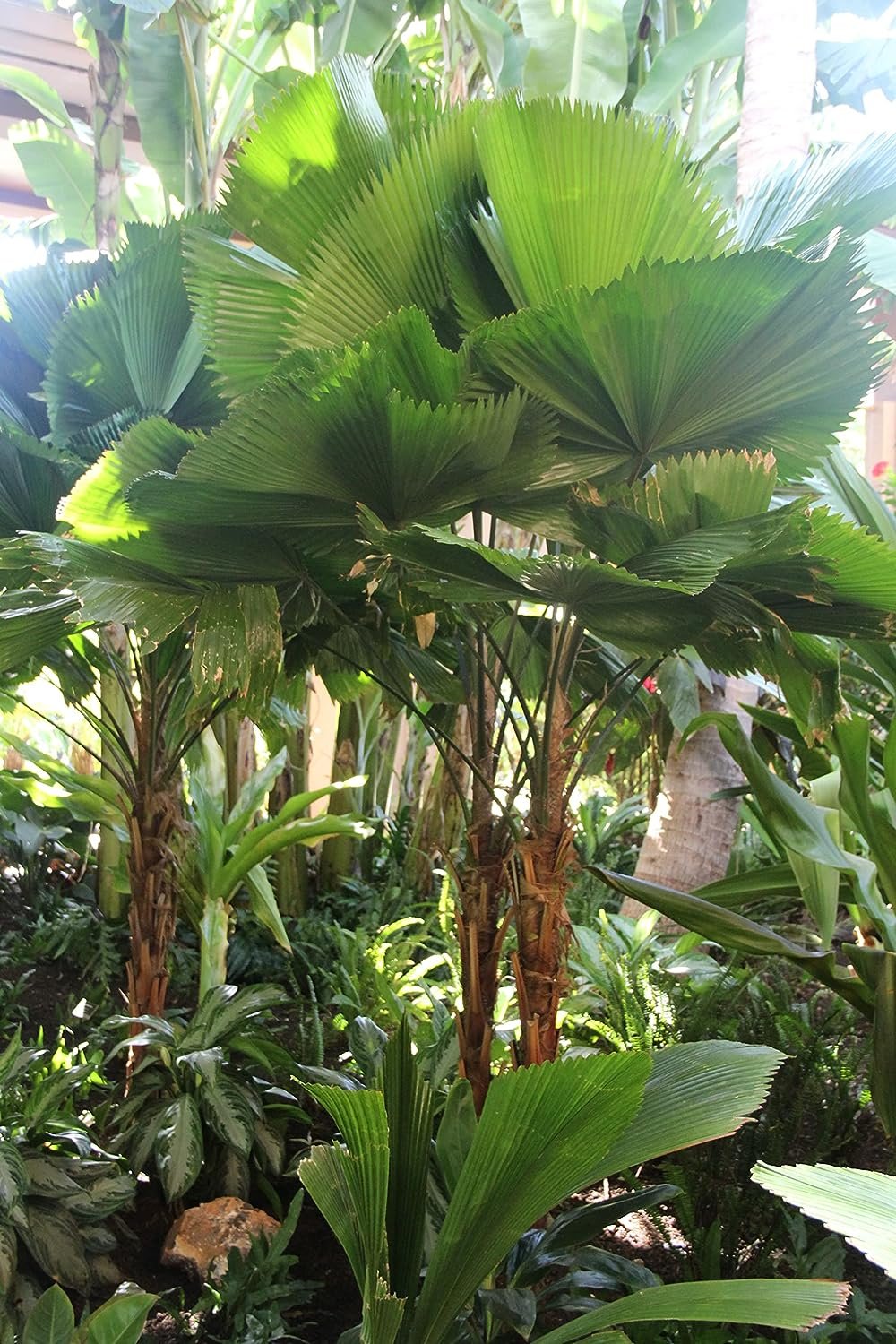 Licuala Peltata Fan Palm Live Plant in 3 Gallon Growers Pot Q392