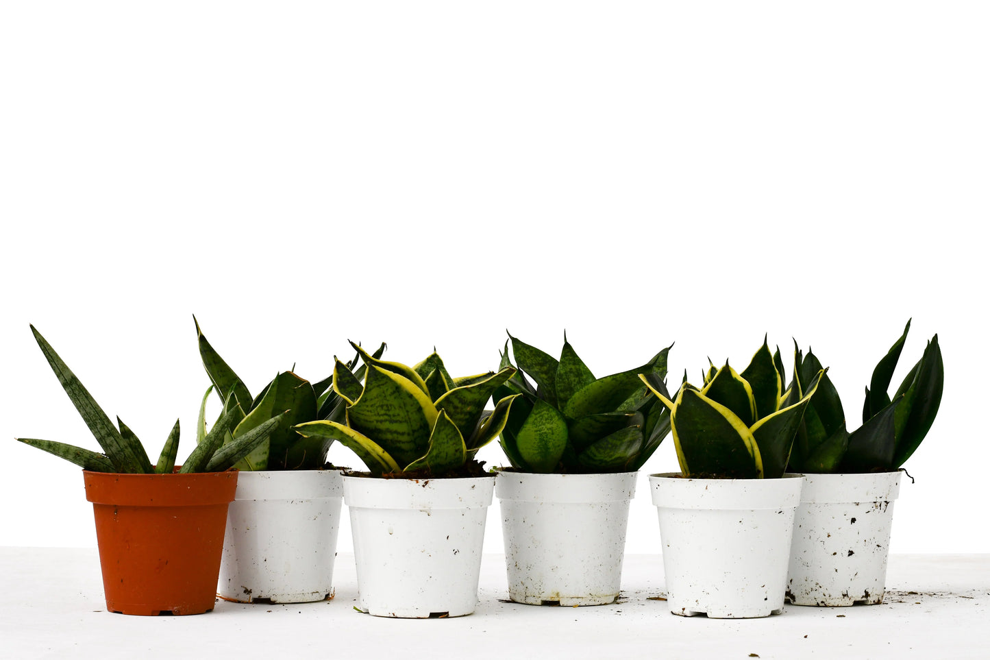 6 Snake Plant Variety (Sansevieria) / 4" Pot / Live Plant
