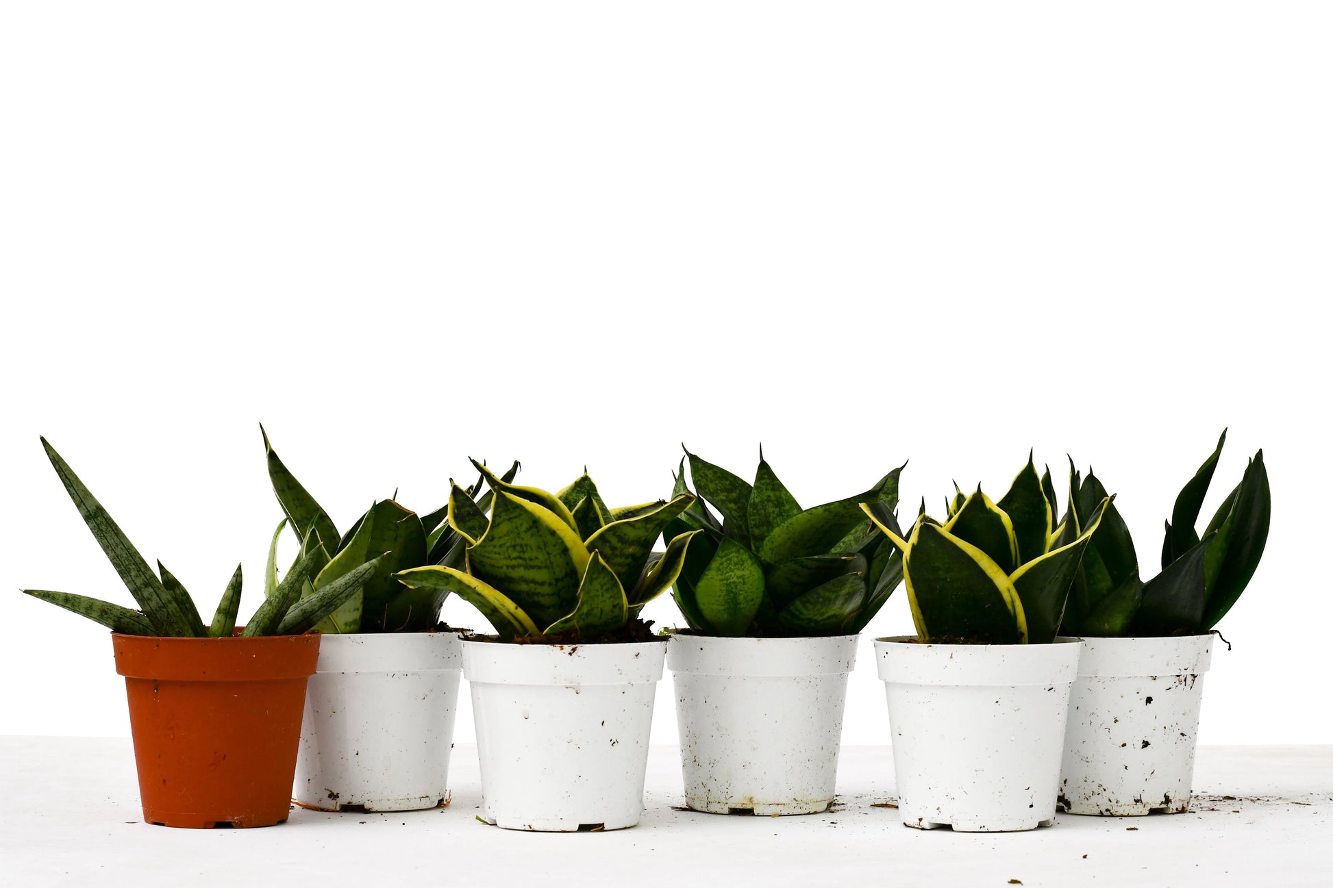 6 Snake Plant Variety (Sansevieria) / 4" Pot / Live Plant